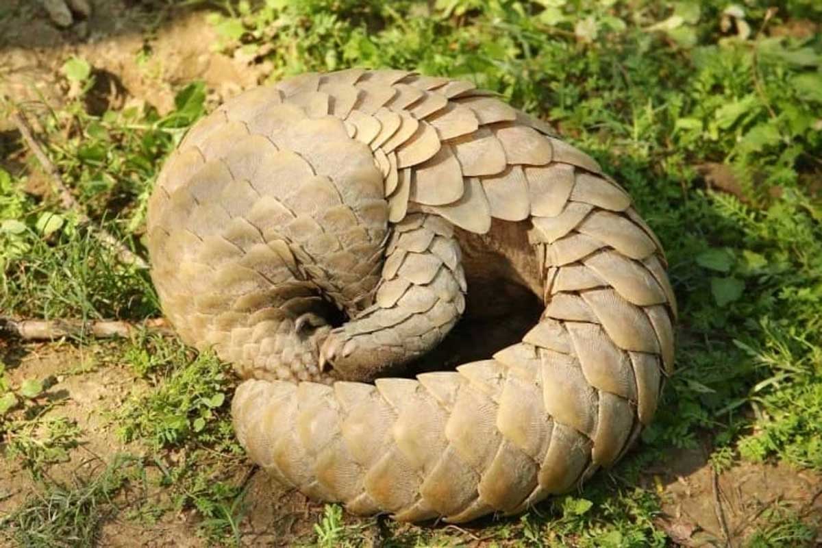 SMUGGLING; 13 किलो पेंगाेंलिन सिल्क के साथ अंतर्राज्यीय गिरोह 4 सदस्य गिरफ्तार