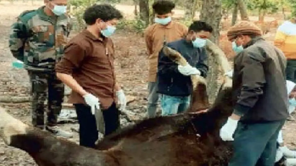 WILD LIFE;बायसन की मौत कालातीत दवा से,डाक्टर को नोटिस, नए डाक्टर की मांग