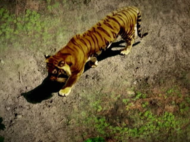 TIGER;हाथियों की दहशत के बीच अब दिखा बाघ का पदचिह्न, ग्रामीणों में भय का माहौल