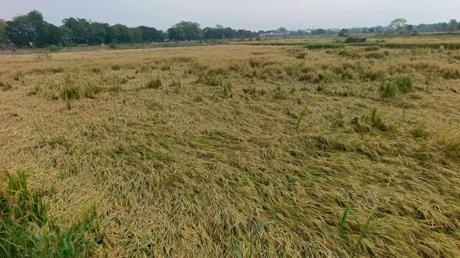 WEATHER;मानसून की दस्तक के साथ प्रदेश में झमाझम बारिश,कहीं कहीं झडी सा माहौल, आज भी होगी वर्षा