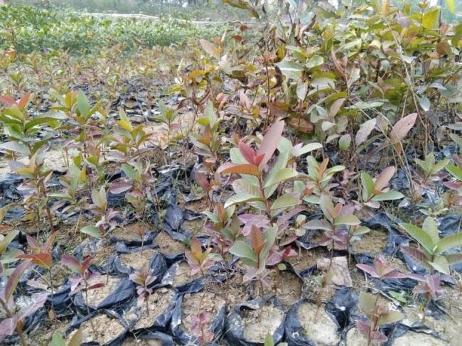 FOREST;राज्य में पौधारोपण के लिए विशेष योजना नहीं, ‘एक पेड़ मां के नाम’ रौपे जाएंगे 2.75 करोड़ पौधे