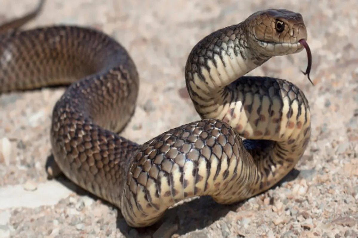 SNAKE; जहरीले सांप ने एक ही परिवार के 3 लोगों को डसा, पिता-पुत्र मौत,महिला मेकाहाको में भर्ती