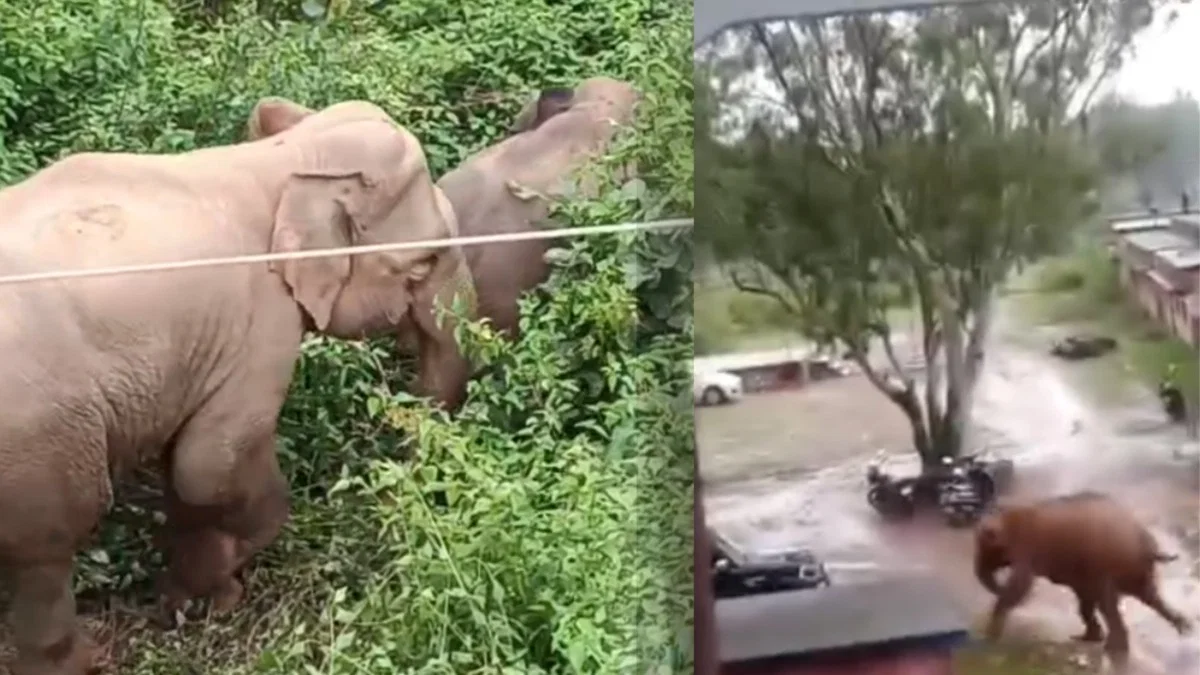 ELEPHANT;हाथी ने शावक के साथ मचाया जमकर उत्पात, हमले में किसान समेत 2 की मौत