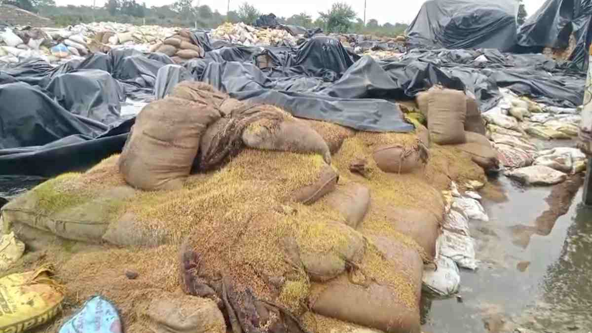 PADDY; बारिश में भीगा 4 लाख क्विंटल धान,करोंडों खर्च करने के बाद भी धान सुरक्षित नहीं, अंकुरण का खतरा