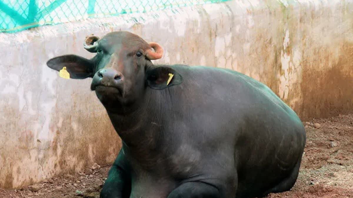 WILD BAFFALO; 11 साल बाद सामने आया छत्तीसगढ़ वन विभाग का ‘झूठ’, वन भैंसा का क्लोन पैदा करने का दावा गलत