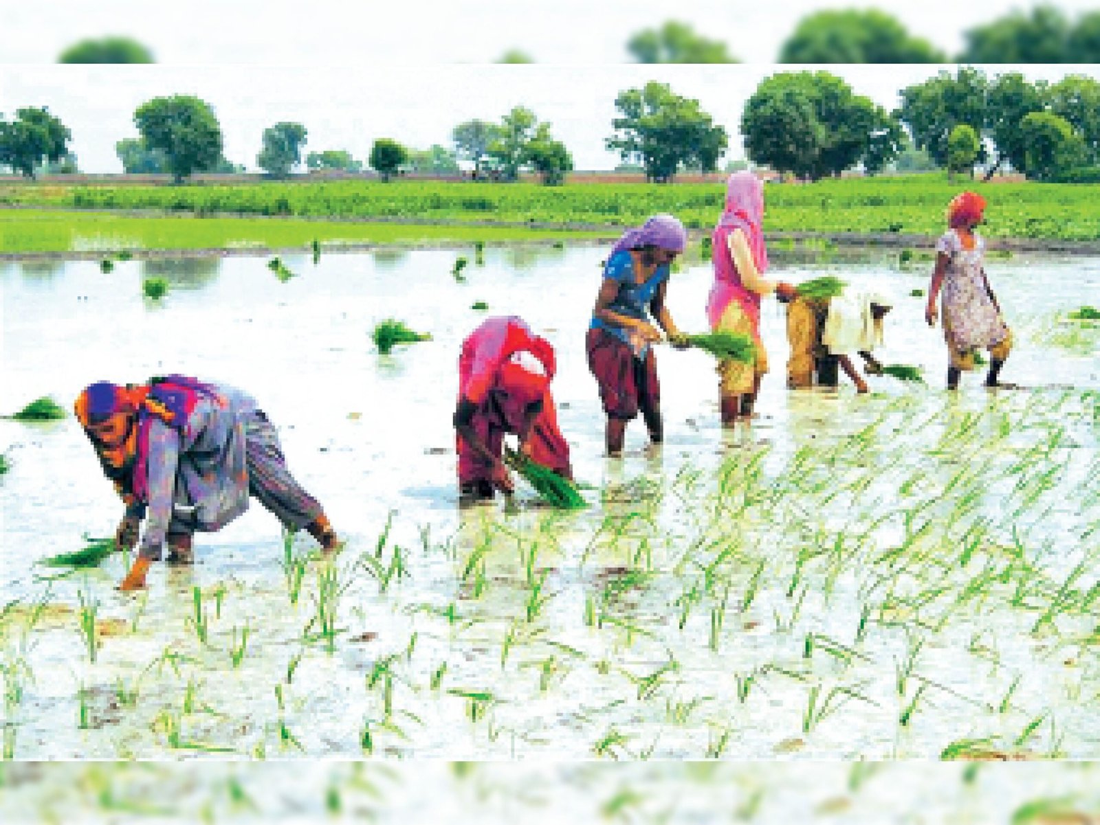 FERTILIZER; रोपाई के समय बसना-सरायपाली इलाके में खाद संकट, डीएपी के बाद यूरिया भी समितियों से गायब, किसान दुगुने दाम पर खाद खरीदने मजबूर