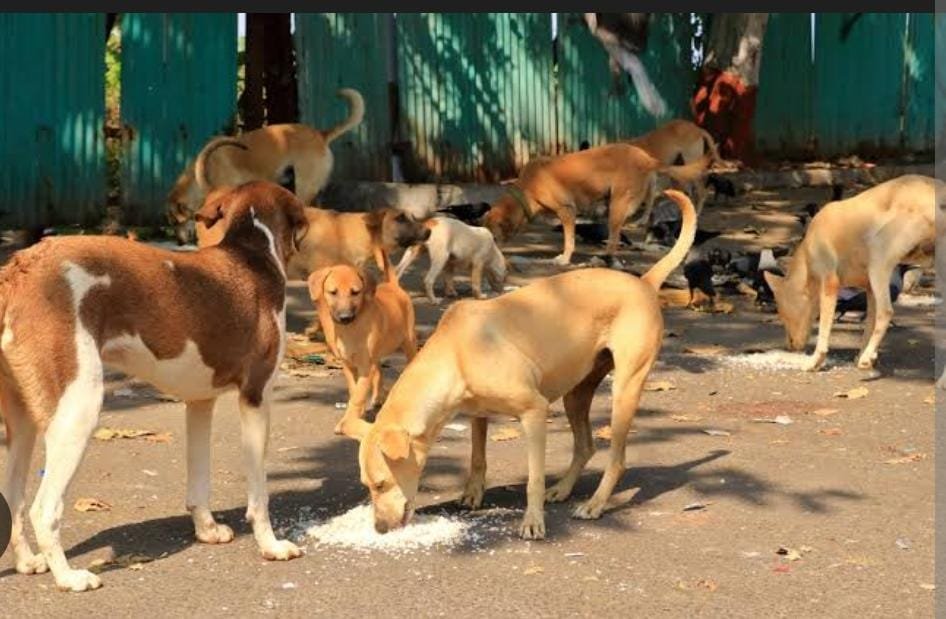 DOG; पीएम श्री स्कूल में पागल कुत्ते का आतंक, छात्र और शिक्षिका को काटा