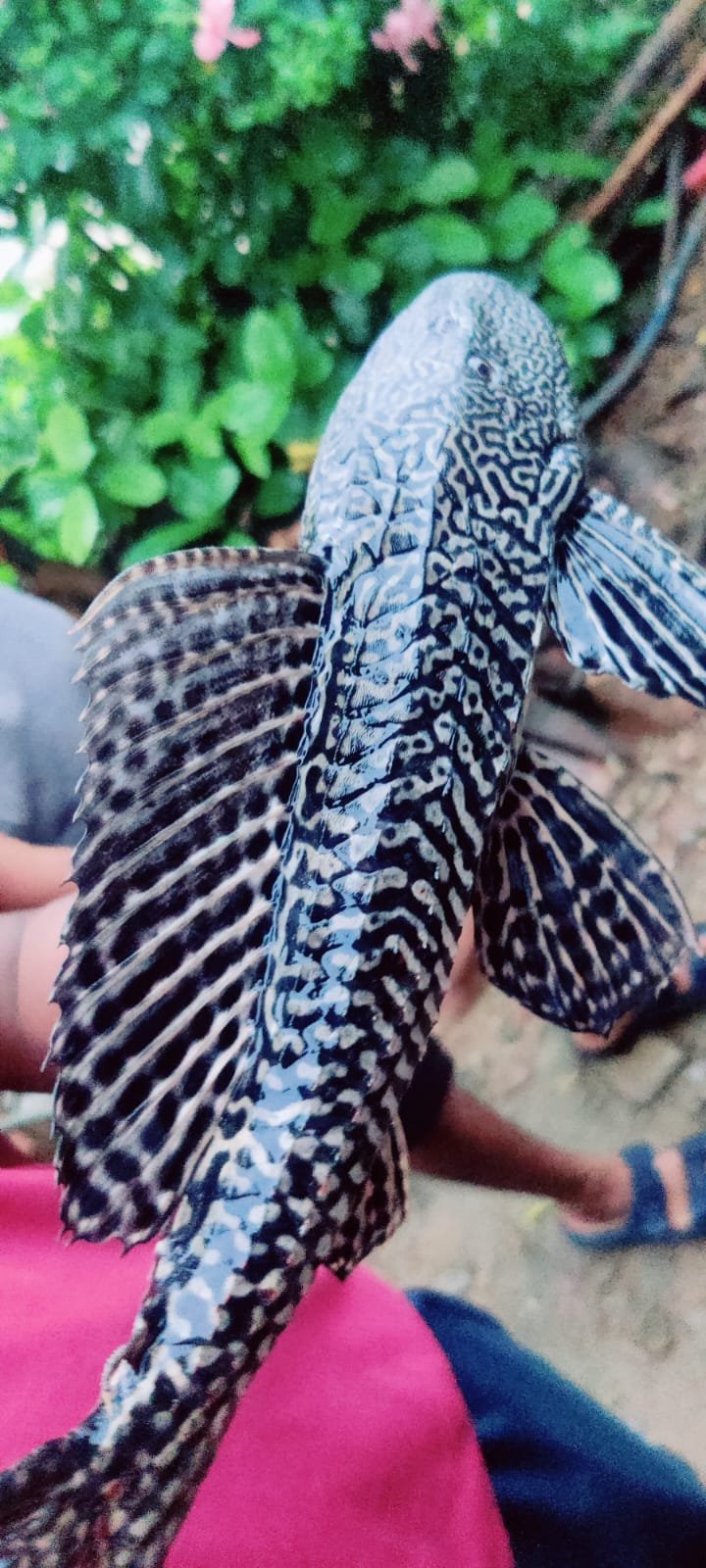 FISH;बस्तर के चिंतावागु नाले में मिली विदेशी मछली ‘प्लेको फिश’, दक्षिण अमेरिका में पाई जाती है