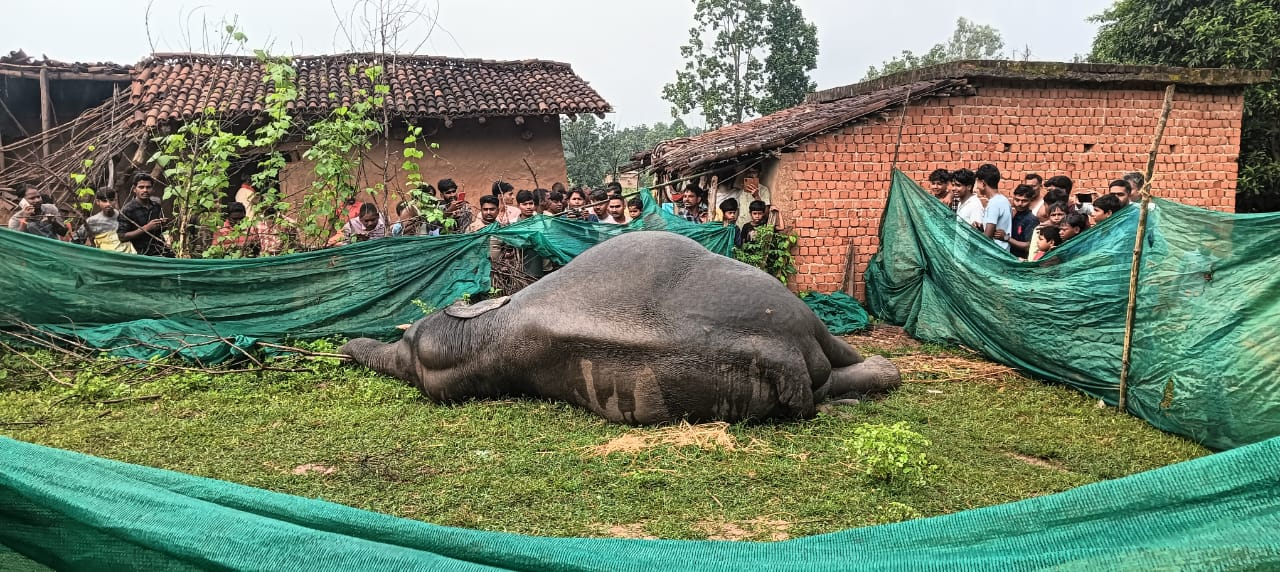 ELEPHANT;महावीरगंज में हाथी मृत मिलने से मचा हड़कंप, दिनभर घूम रहा था हाथी
