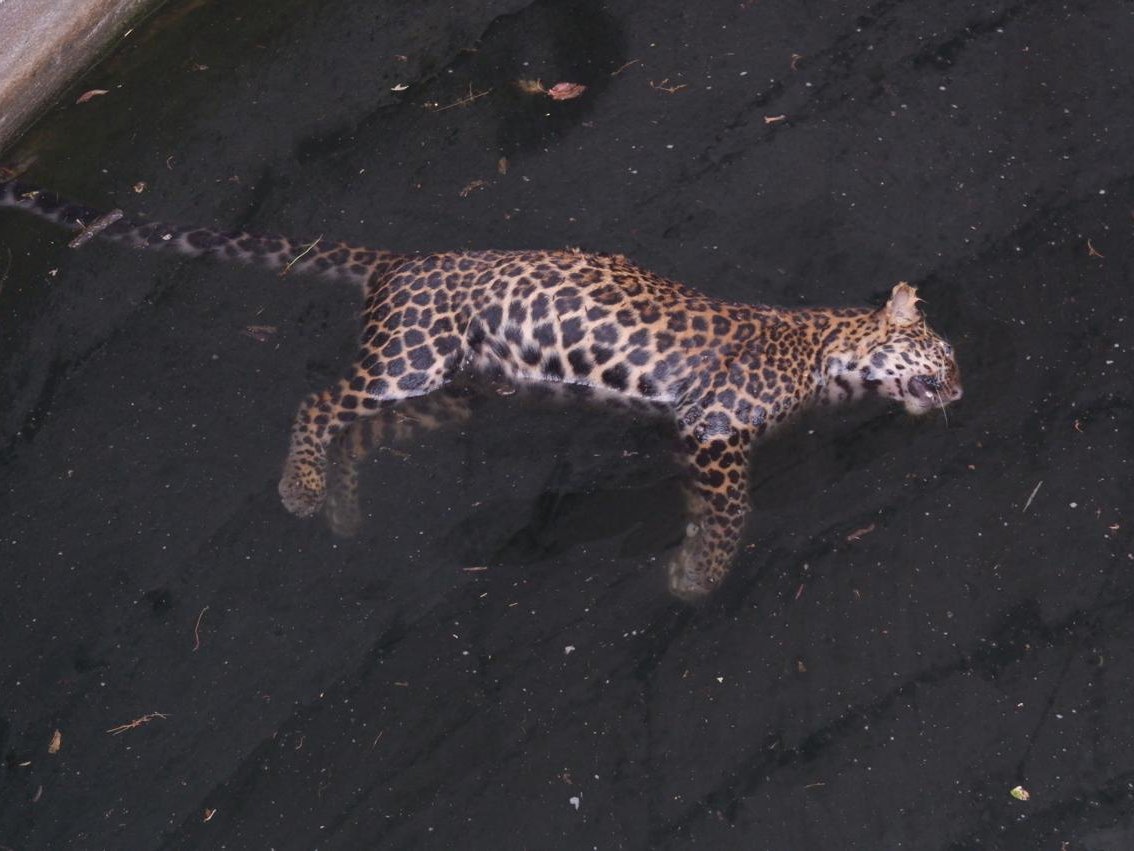 FOREST; जंगल में फिर तेंदुए की मौत,विभाग के ढुलमुल रवैये पर उठे गंभीर सवाल, हाईकोर्ट पहले ही ले चुका है संज्ञान