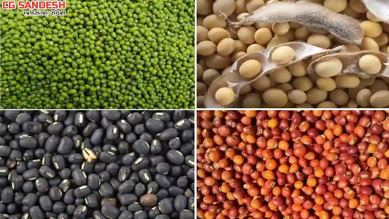 PULSES; दलहन-तिलहन उपार्जन के लिए 425 करोड़ रूपए मंजूर,1.22 लाख मी.टन उपार्जन होगा