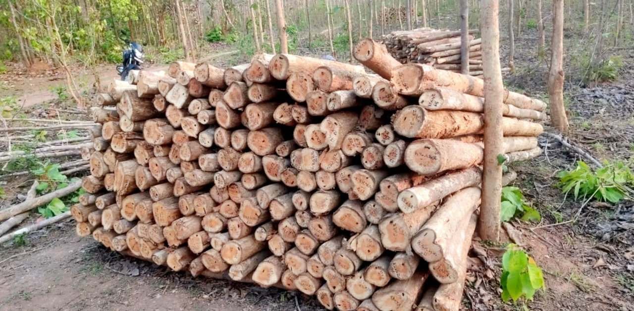 CGSFDC;माओवाद प्रभावित क्षेत्रों में वानिकी कार्यों से राजस्व वृद्धि, वनांचल में रोजगार सृजन से पलायन पर लगी रोक