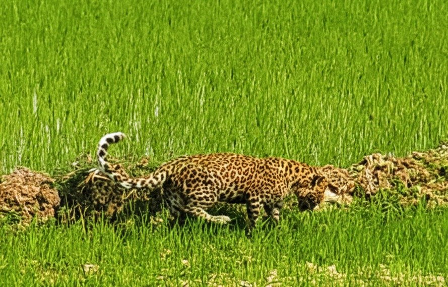 WILD LIFE; मां से बिछड़कर खेत में पहुंचा चार माह का तेंदुए का शावक,वन विभाग ने किया रेस्क्यू