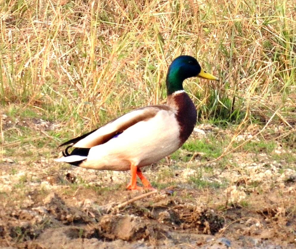 BIRD; गिधवा टैंक में प्रवासी मल्लार्ड का आगमन, बढ़ी क्षेत्र की पहचान