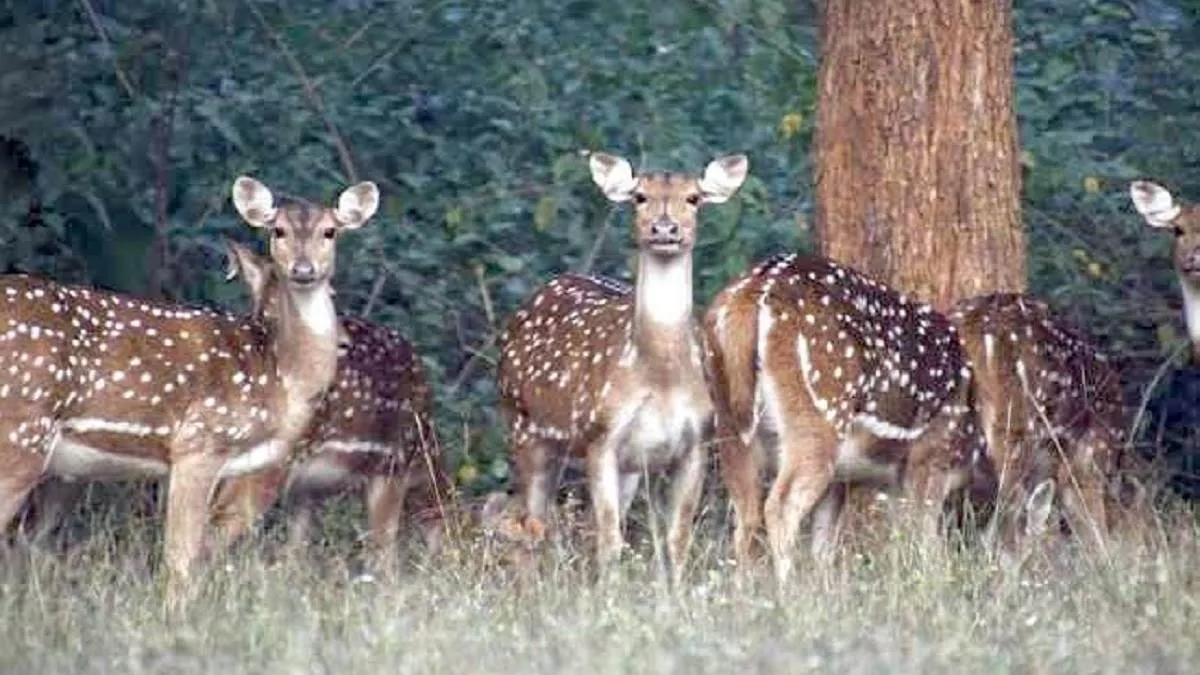 DEER; संजय वाटिका में 15 हिरणों की मौत पर सिंघवी ने पूछा और कितने अवैध जू चल रहे हैं छत्तीसगढ़ में?