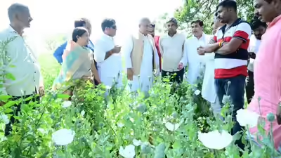POLITICS; अफीम की खेती देखने पहुंचे तहसीलदार की गाड़ी खेत में गिरी,पूर्व मुख्यमंत्री भूपेश बघेल भी समोदा पहुंचे, जांच शुरु