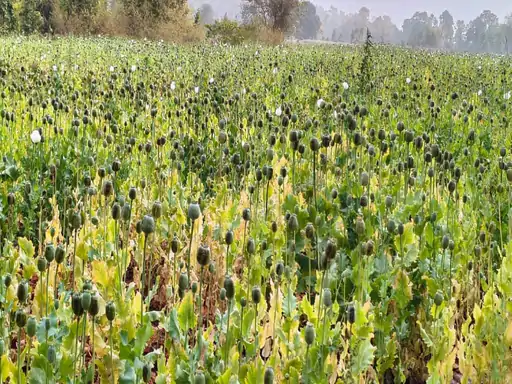 CRIME; बलरामपुर में 5 एकड़ खेत में मिली अफीम की फसल, झारखंड के लोग कर रहे थे खेती