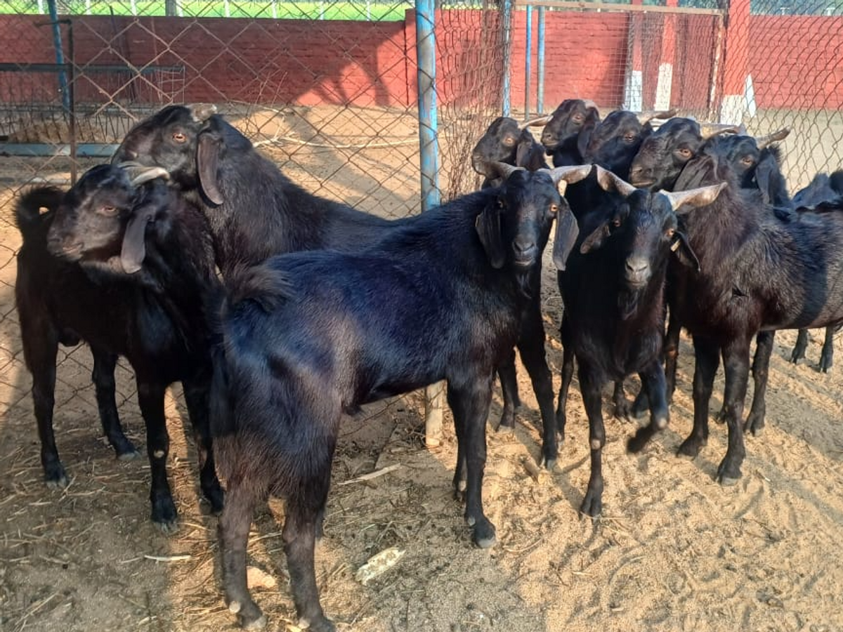 GOAT; छत्तीसगढ़ में बकरी पालन को बढ़ावा देने जिले के नवाचार ‘प्रोजेक्ट अजा’ मॉडल का होगा विस्तार