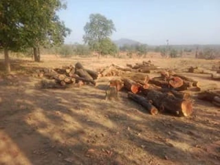 FOREST;आजम खान सहित तीन के खिलाफ FIR, सरगुजा में डिपो खोलकर खुलेआम लकड़ी की तस्करी, अफसरों की शह पर राजधानी रायपुर समेत यूपी में खपाते थे….