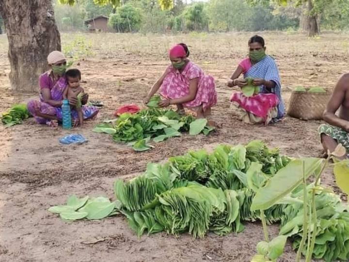 TENDU LEAVES; बस्तर में तेन्दूपता की छिटपुट तोडाई शुरु, 50 से ज्यादा गांवों में पहली बार हो रहा है हरा सोना का संग्रहण