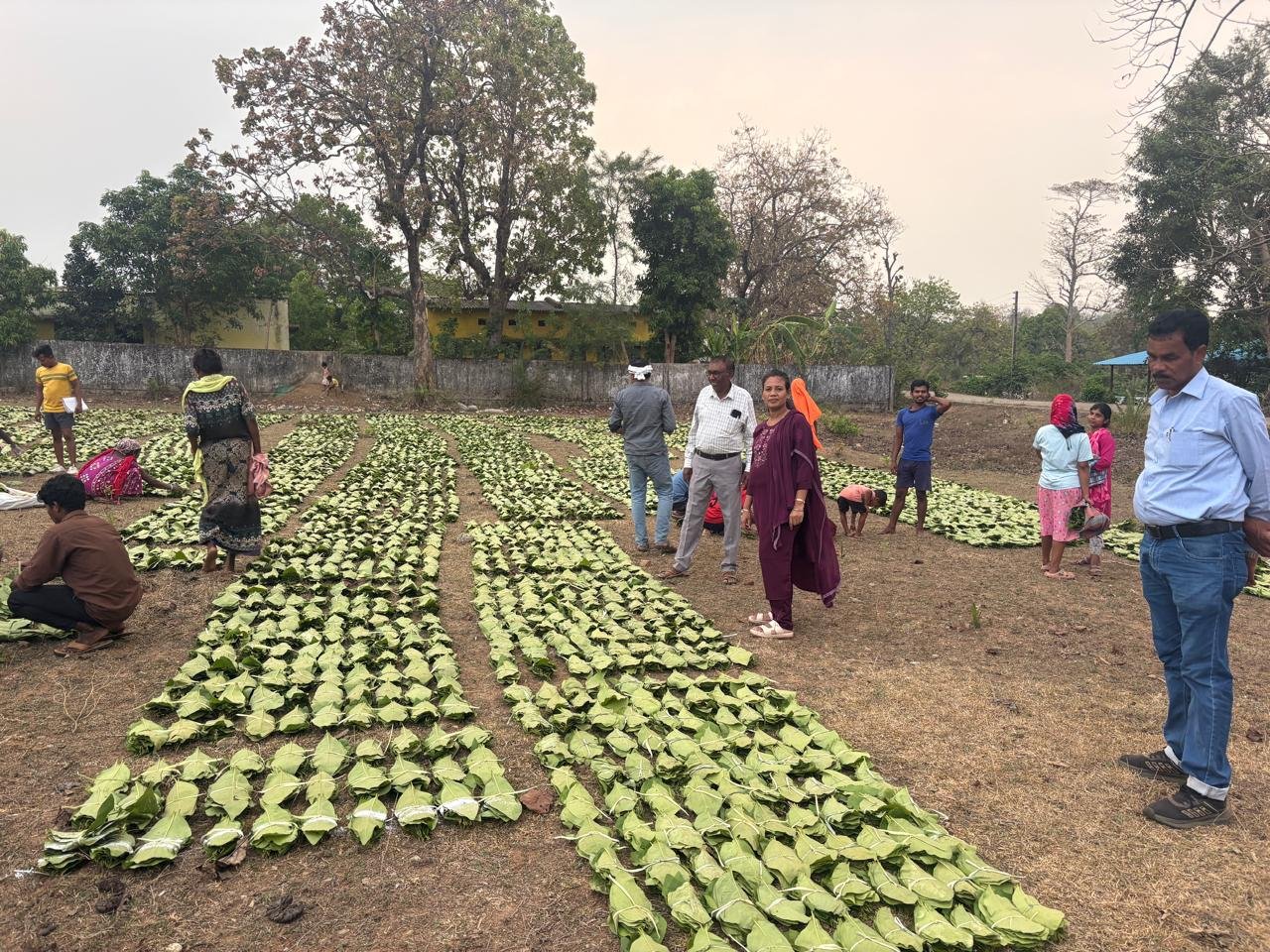 FOREST; छत्तीसगढ में हरा सोना का करोबार एक हजार करोड से ज्यादा होने की उम्मीद, संग्राहाकों को होगा 920 करोड़ रुपए का भुगतान