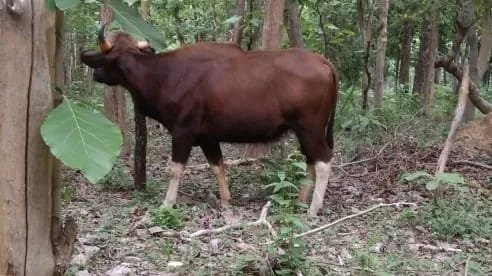 WILD LIFE; बायसन के हमले से एक ग्रामीण की मृत्यु, दो घायल, तेंदूपत्ता तोडने गए थे जंगल