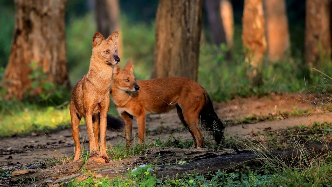 WILD LIFE; शिकारियों के गढ उदंती-सीतानदी टाइगर रिजर्व में दिखा दुर्लभ जंगली कुत्तों का झुंड, कैमरा ट्रैप में पहली बार रिकॉर्ड