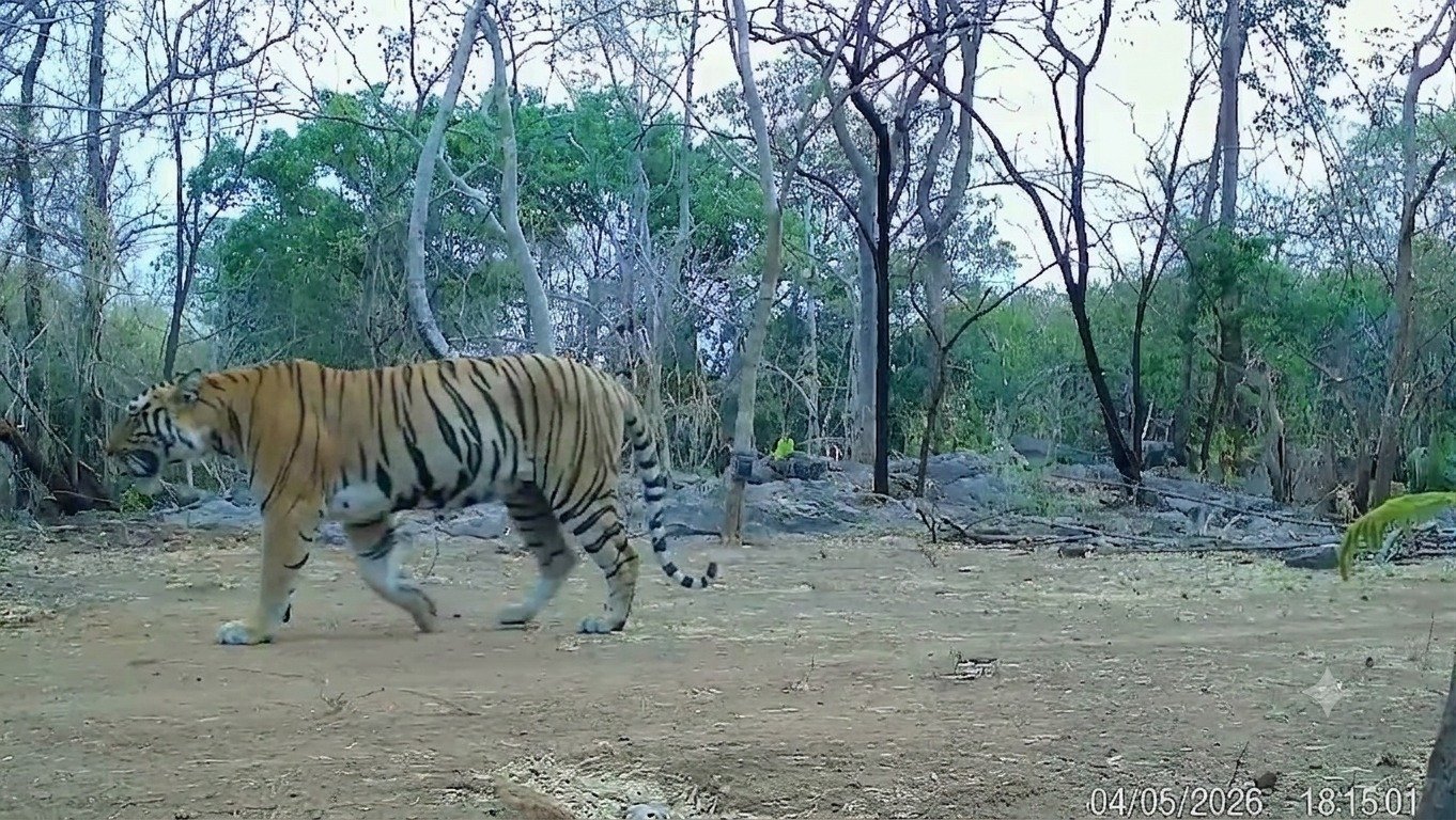 TIGER; उदंती-सीतानदी में बाघिन की दस्तक से वन अमला गदगद निगरानी बढाने की कवायद