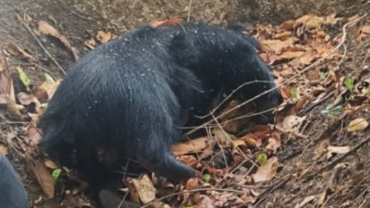 WILD LIFE;भीषण गार्मी से 5 साल की मादा भालू की तड़पकर मौत, वनमंडल में मचा हडकम्प, कोरबा में सैकड़ों पक्षियां मृत