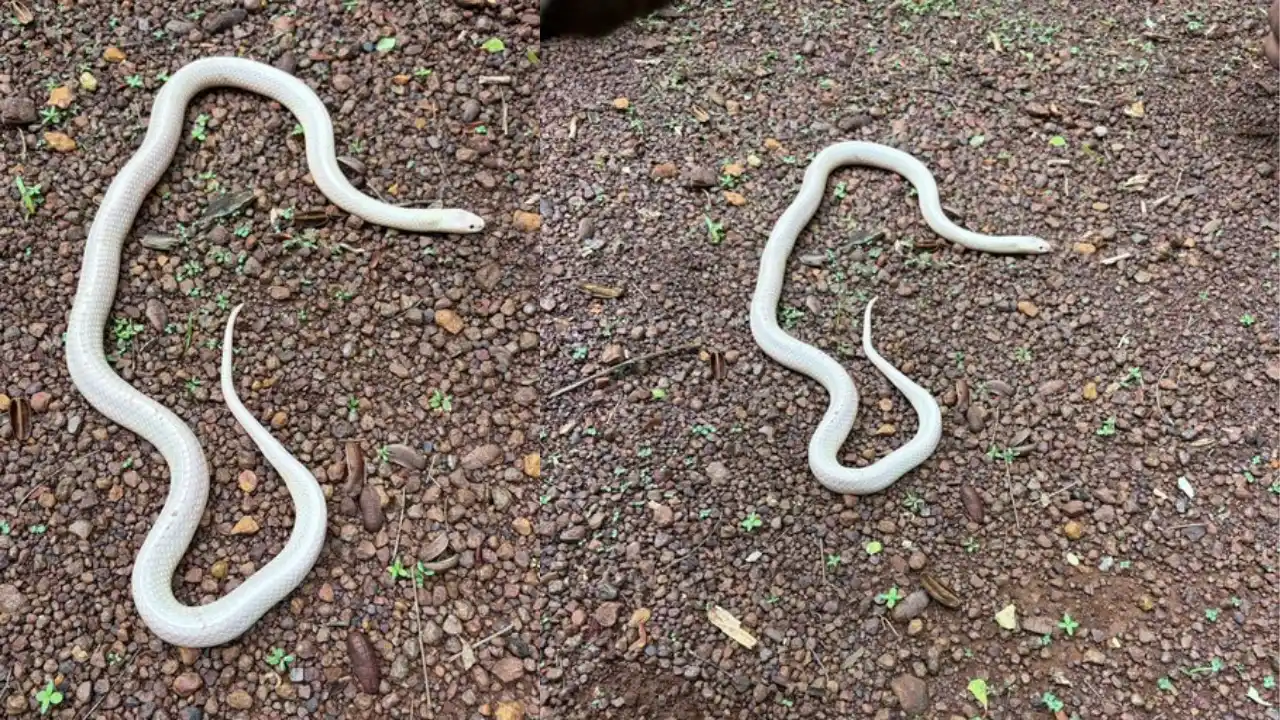 SNAKE; दुर्लभ ल्यूसिस्टिक करैत, दक्षिण एशिया में कम मिलते हैं ऐसे दुधिया करैत सांप