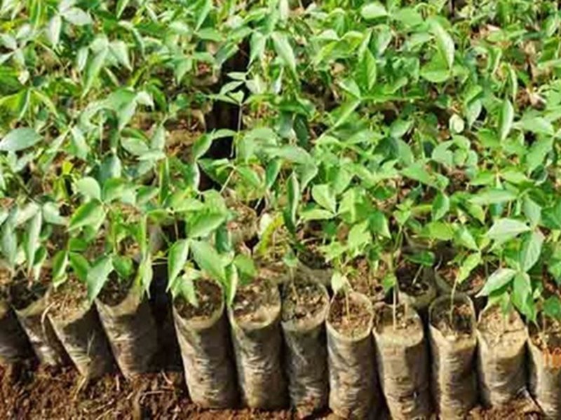 PLANTATION; नगर निगम रायपुर को मिला 10 हजार पौधे लगाने का लक्ष्य, भूमि तलाशने जुटा अमला