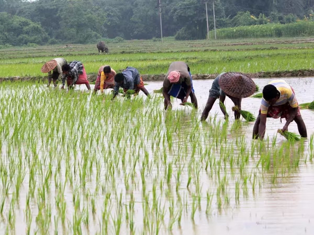 FARMING; बारिश से किसान गदगद, प्रदेश में खेती-किसानी जोरों पर,69 प्रतिशत बोनी पूर्ण, रोपाई भी शुरु