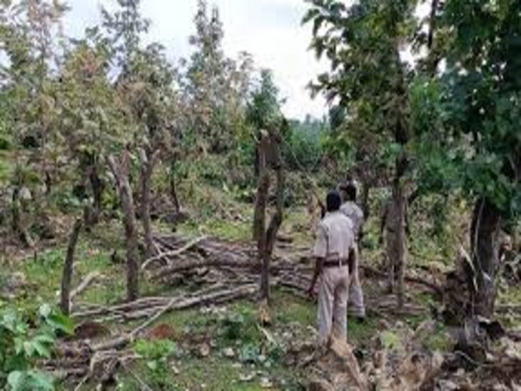 FOREST; वन अधिकार पत्रों की अनियमितताओं की जांच के लिए बनी जिला स्तरीय समिति,सात दिन में रिपोर्ट सौंपने के निर्देश