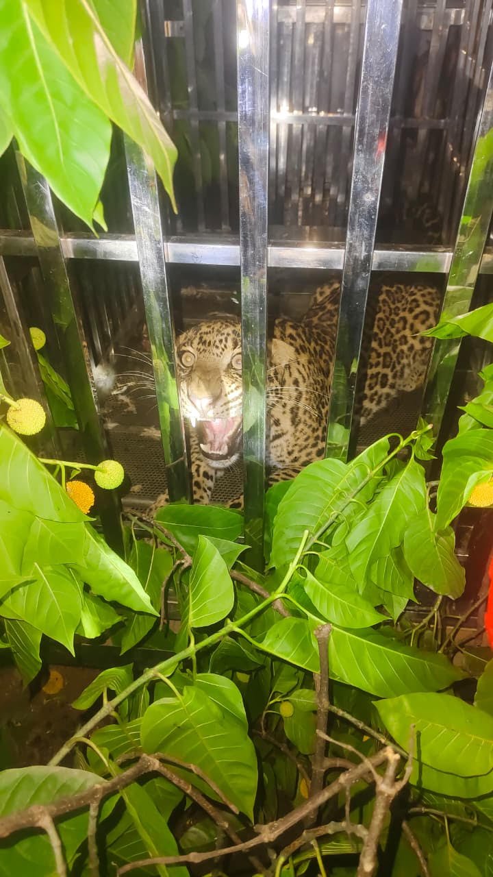 WILD LIFE; महीने भर से गांवों में दहशत फैलाने वाला तेंदुआ पकड़ा गया, जंगल में छोडने की तैयारी
