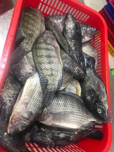 FISH; मूल्यवर्धित तिलापिया उत्पादों का निर्यात शुरू करने वाला पहला अंतर्देशीय राज्य बना छत्तीसगढ़,
