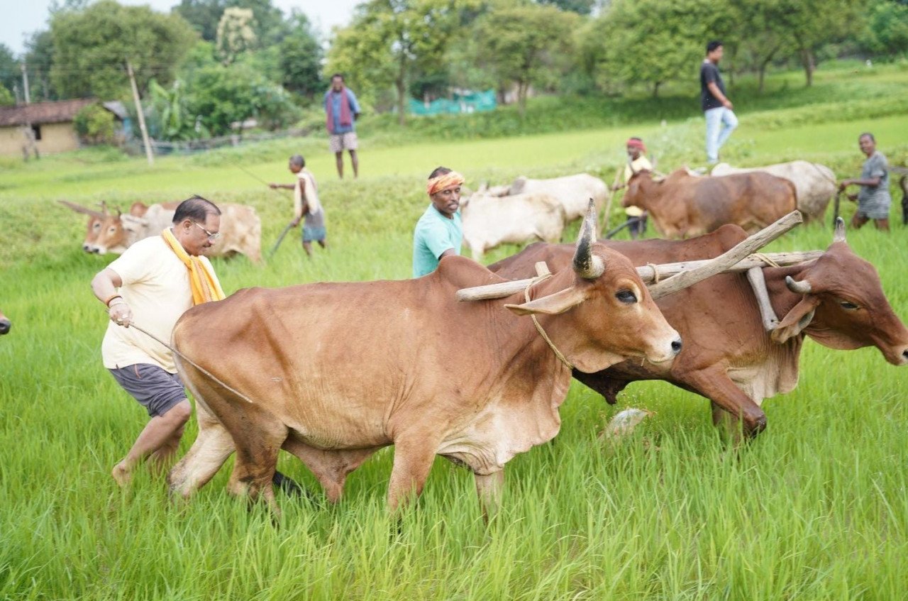 FORMING; गृहग्राम बगिया में सुबह-सुबह खेत पहुंचे मुख्यमंत्री, बैलों के साथ हल चलाकर की बियासी
