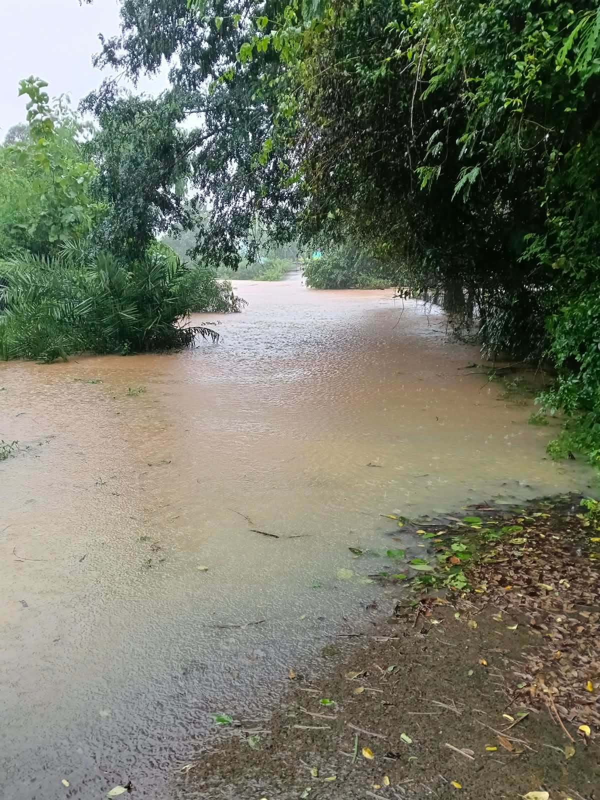 RAIN; ‘अर्नब’ का गदर, बस्तर के कई इलाके बाढ़ की चपेट में, मानसून की विदाई के पहले छत्तीसगढ़ तरबतर
